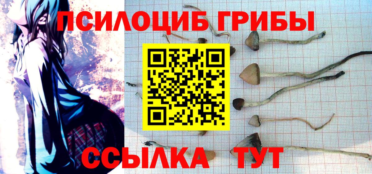 цена   Вход с VPN  Черногорск  Галлюциногенные грибы GOLDEN TEACHER  Галлюциногенные грибы GOLDEN TEACHER 